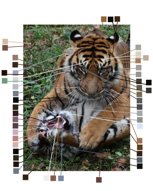 tigers-color-breakdown